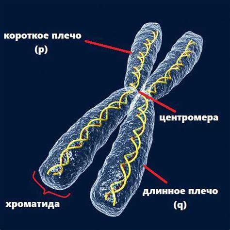 Что такое хромосомы