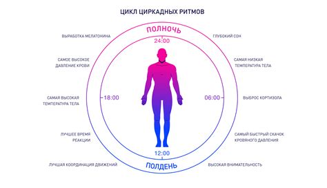 Что такое циркадные ритмы?