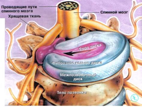 Что такое циркулярная грыжа?