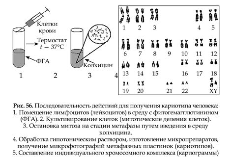 Что такое цитогенетический метод и как он применяется в медицине?