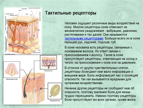 Что такое чувствительность кожи?