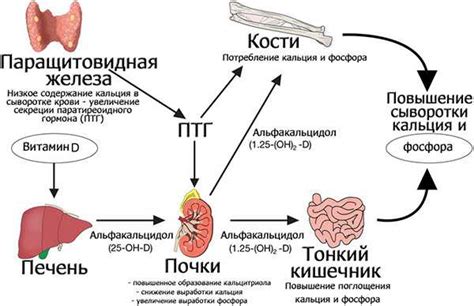 Что такое щелочная фосфатаза и ее роль в организме