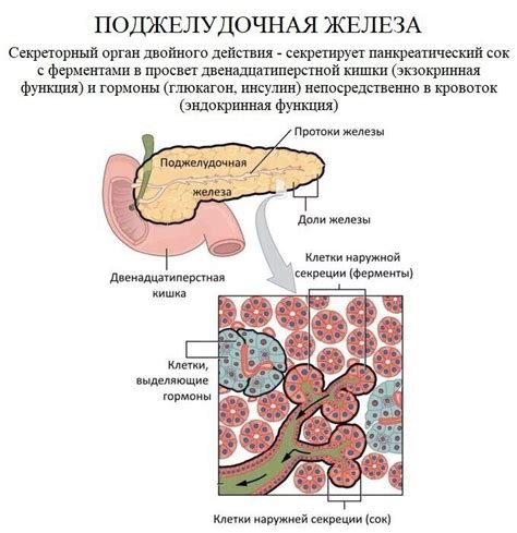 Что такое экзокринная недостаточность поджелудочной железы?