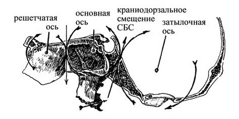 Что такое экстракапсулярная экстензия?