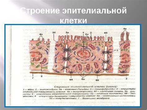 Что такое эпителиальные клетки и какое их количество влияет на здоровье?