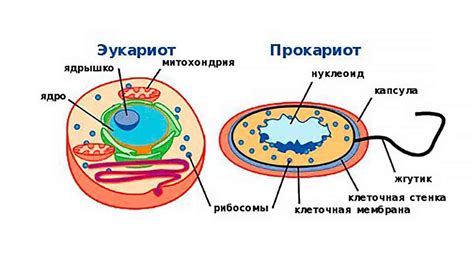 Что такое эукариотический организм: определение, особенности и функции