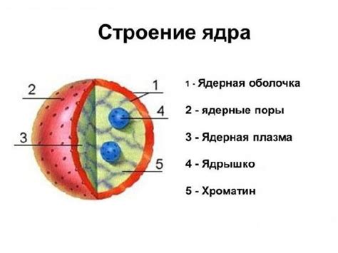 Что такое ядра и как определить их состав?