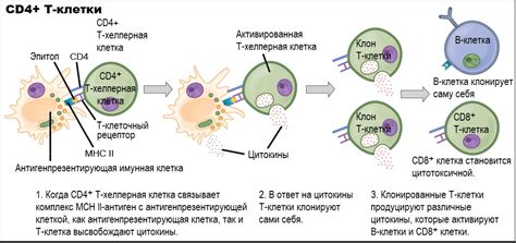 Что такое CD4 код