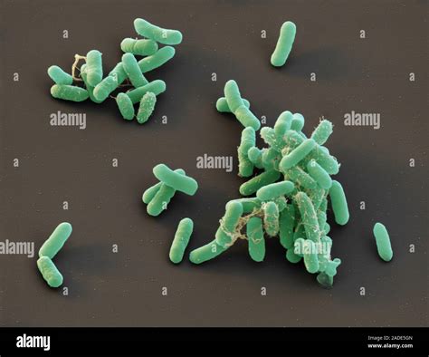 Что такое Enterobacter cloacae?