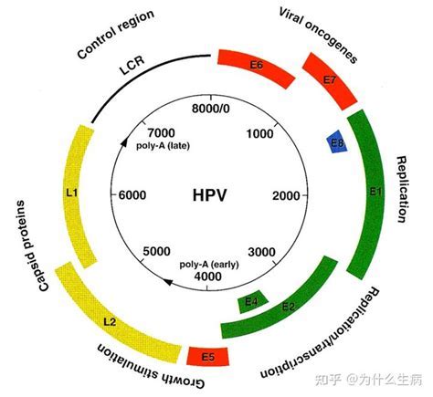 Что такое HPV 16 ДНК положительный?