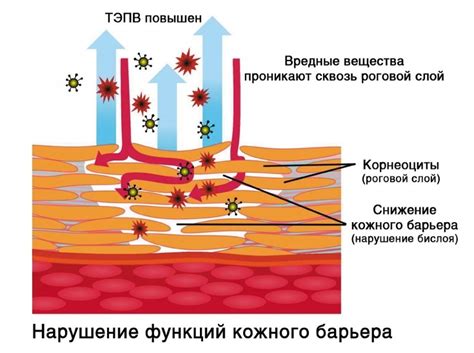 Чувствительность кожи и реакция на воздействие раздражителей