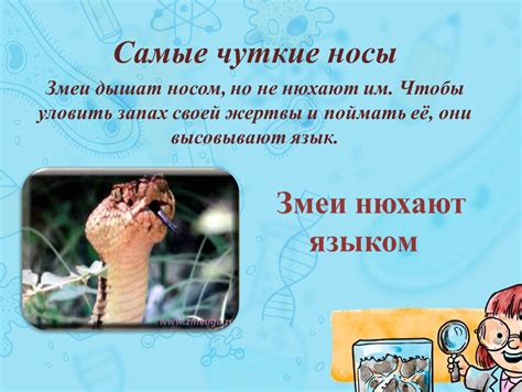 Чуткие носы: значение и влияние