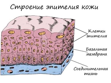 Шероховатость плоского эпителия