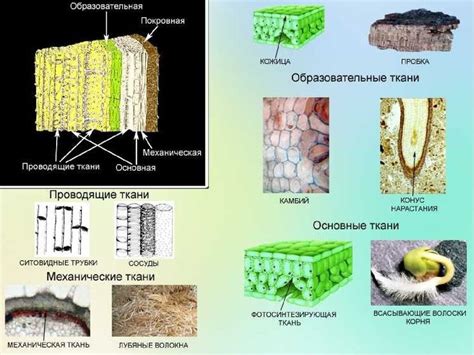 Широкий спектр применения проводящей ткани