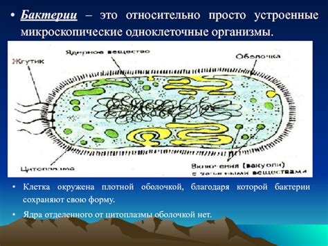 Широкое распространение плотной зиги