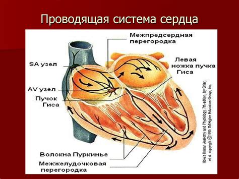 Шок и сердечно-сосудистая система