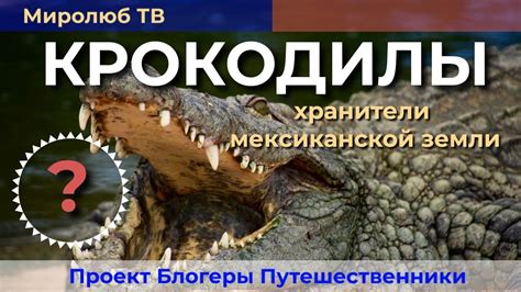 Шутливые толкования: Как расшифровать смешное сновидение с рептилией жителю мужского пола