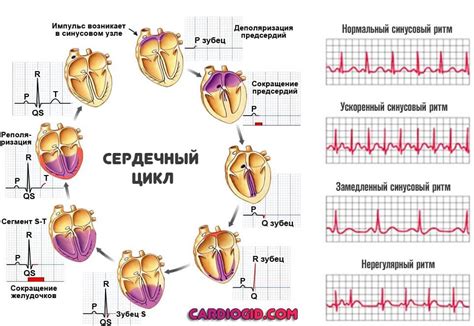 ЭКГ синусовый ритм у женщин и его влияние на здоровье