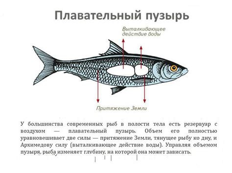 Эволюционное значение плавучести у рыбы