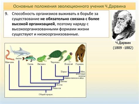 Эволюционное развитие этой черты