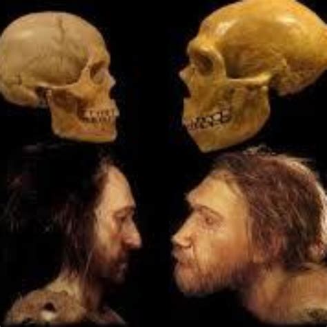 Эволюционное развитие Homo sapiens и Homo neanderthalensis