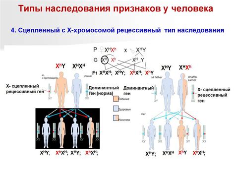 Эволюционные факторы и наследственность