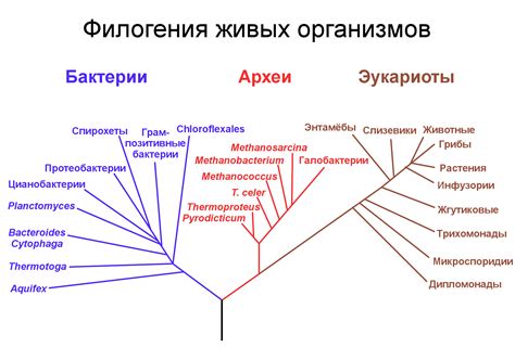 Эволюция значения "мисс грация"