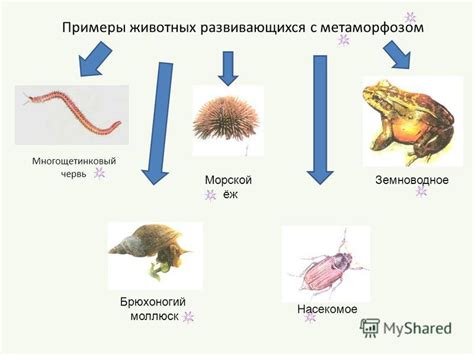 Эволюция и развитие промежутка у животных