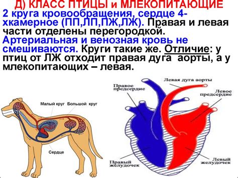 Эволюция кровеносной системы: от простого к сложному