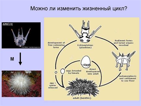 Эволюция морфологических признаков у рептилий