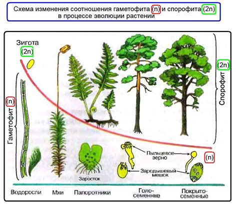 Эволюция настий у растений