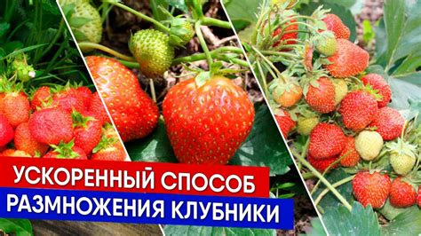 Эволюция процесса размножения клубники