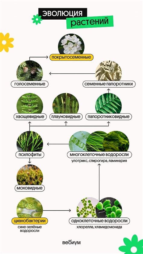 Эволюция растений и зеленый цвет