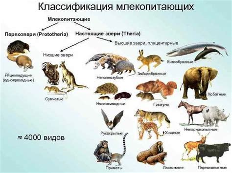 Экзотические млекопитающие: примеры и разнообразие