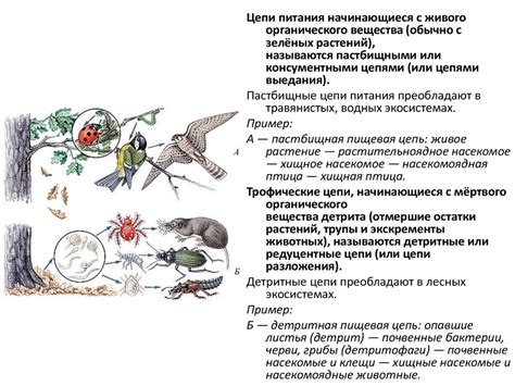 Экологическая роль турумбея в природных биоценозах