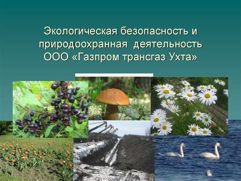 Экологическая устойчивость и природоохранная деятельность: неотъемлемая часть народного счастья