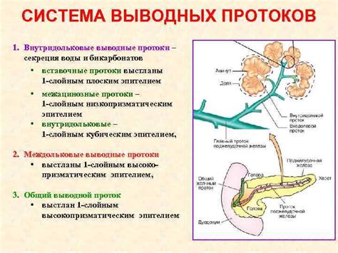 Экскреторные протоки и секреция