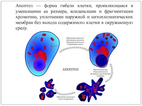 Эксперименты и исследования: понимание конденсации хроматина