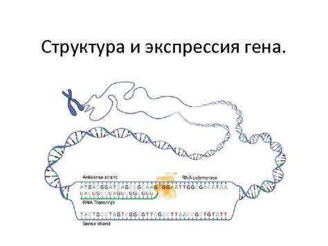 Экспрессия гена p53