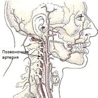 Экстракраниальный отдел и память