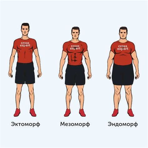 Эктоморфное телосложение: определение и особенности