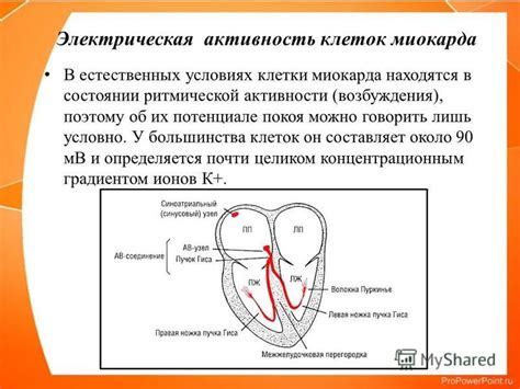 Электрическая активность сердца: нормальные значения