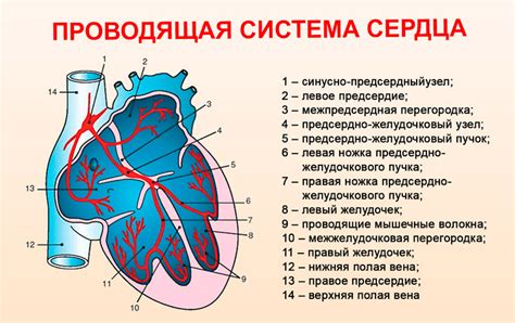 Электрическая система сердца: источник движения