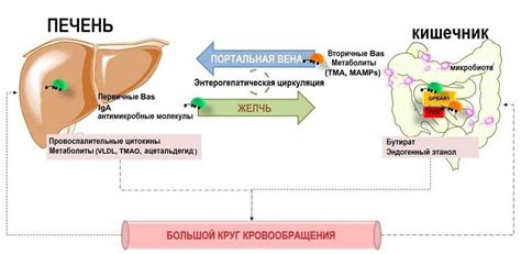 Элементы ворот печени: значение и роль