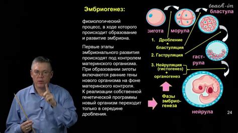 Эмбриогенез 4aa: начало сложной дифференциации