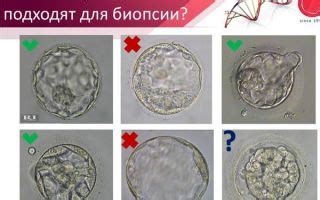 Эмбрионы 4аа: описание и особенности