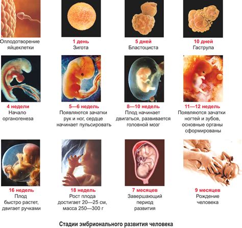 Эмбрионы BL1: стадии развития и особенности процесса