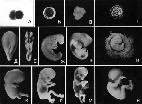 Эмбрион в 13 аа: все что нужно знать о развитии и его значение