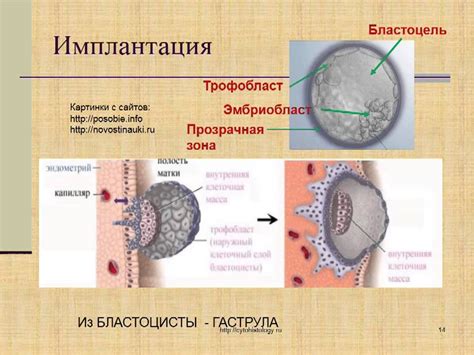 Эмбрион bl3ab: Понятие и основные характеристики