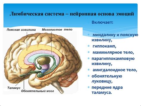 Эмоции и физиология